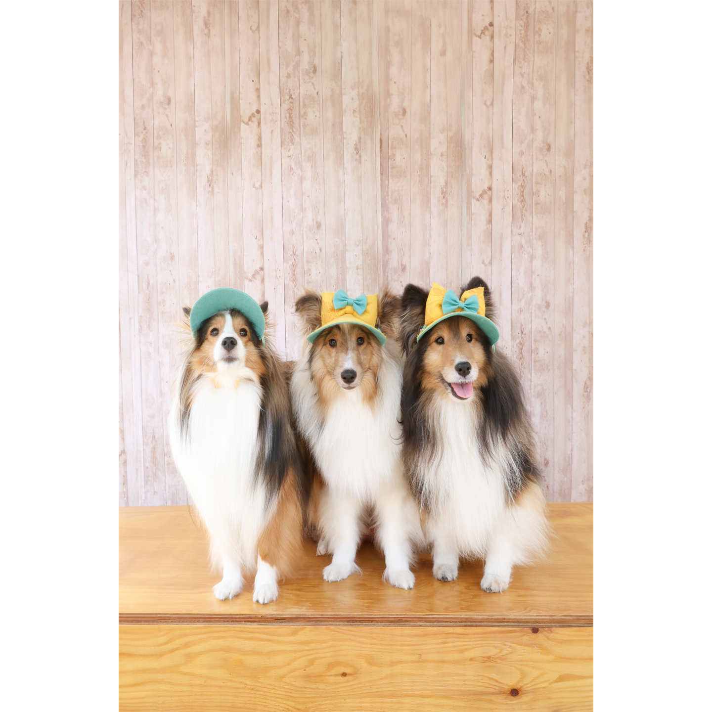 犬市場1-17