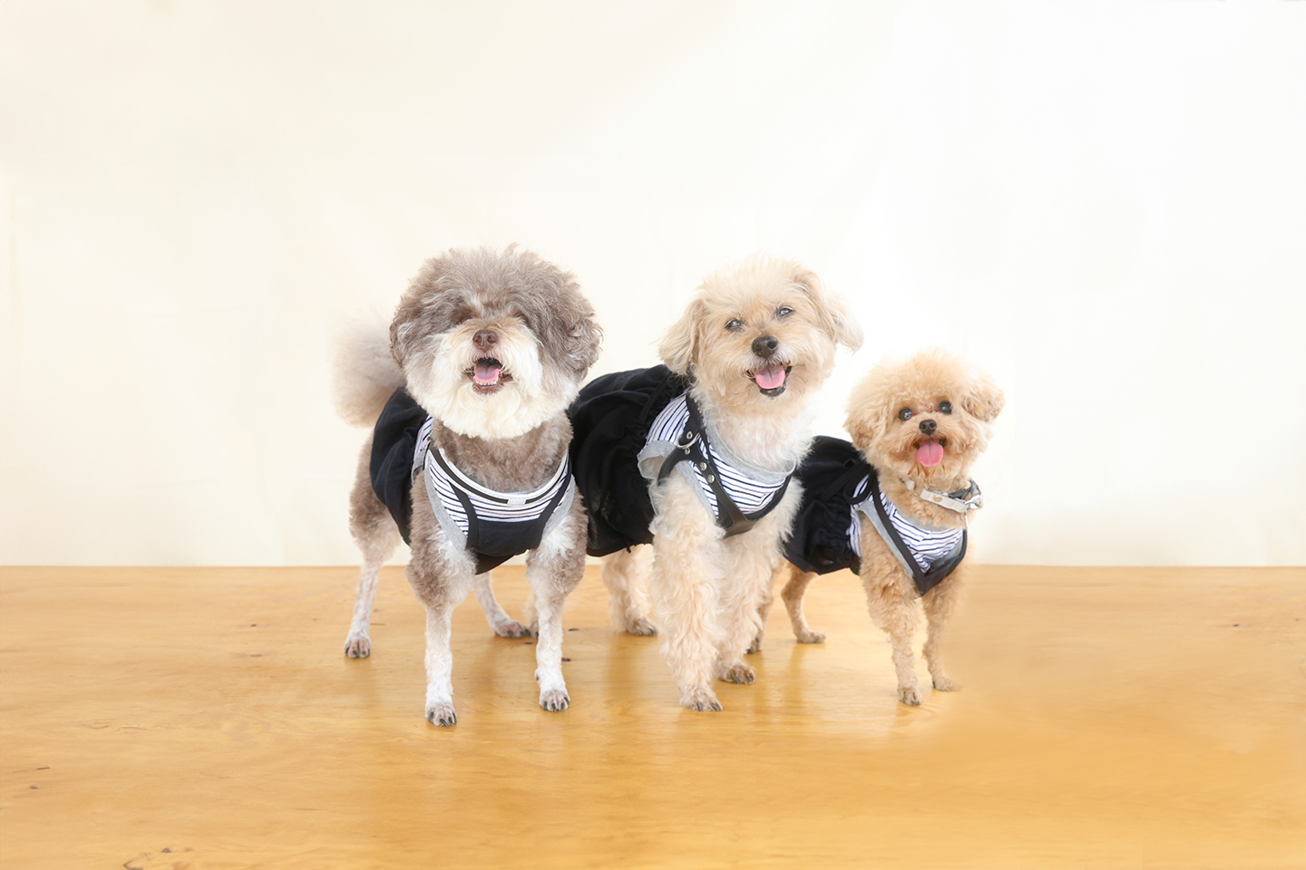 犬市場11-1